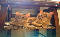 Altre razze gatti in regalo: Gattini Rossi  a Città metropolitana di Roma Capitale - Immagine 7