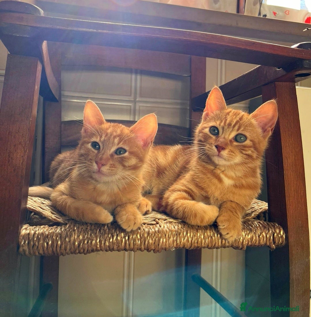 Altre razze gatti in regalo: Gattini Rossi  a Città metropolitana di Roma Capitale - Immagine 7