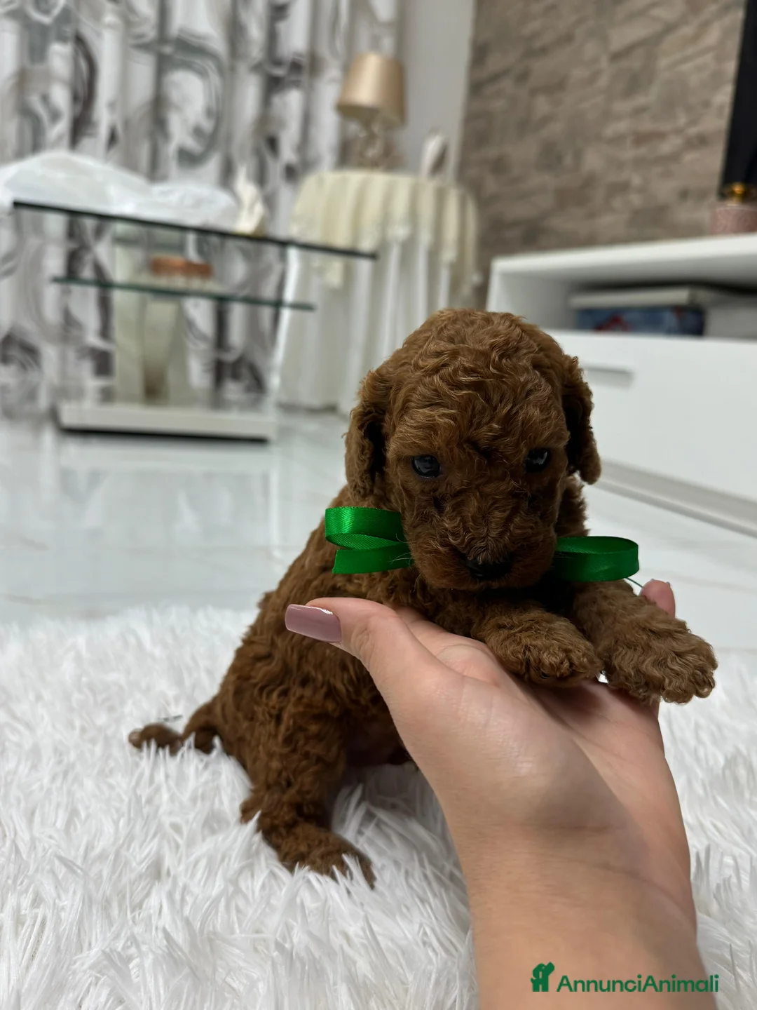 Meticcio cani in vendita: Barboncini red - Annuncio 10