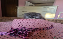 Persiano gatti in vendita: Gattini persiani a Provincia di Padova - Immagine 4
