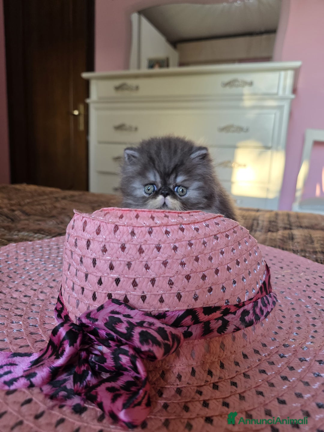 Persiano gatti in vendita: Gattini persiani a Provincia di Padova - Immagine 4