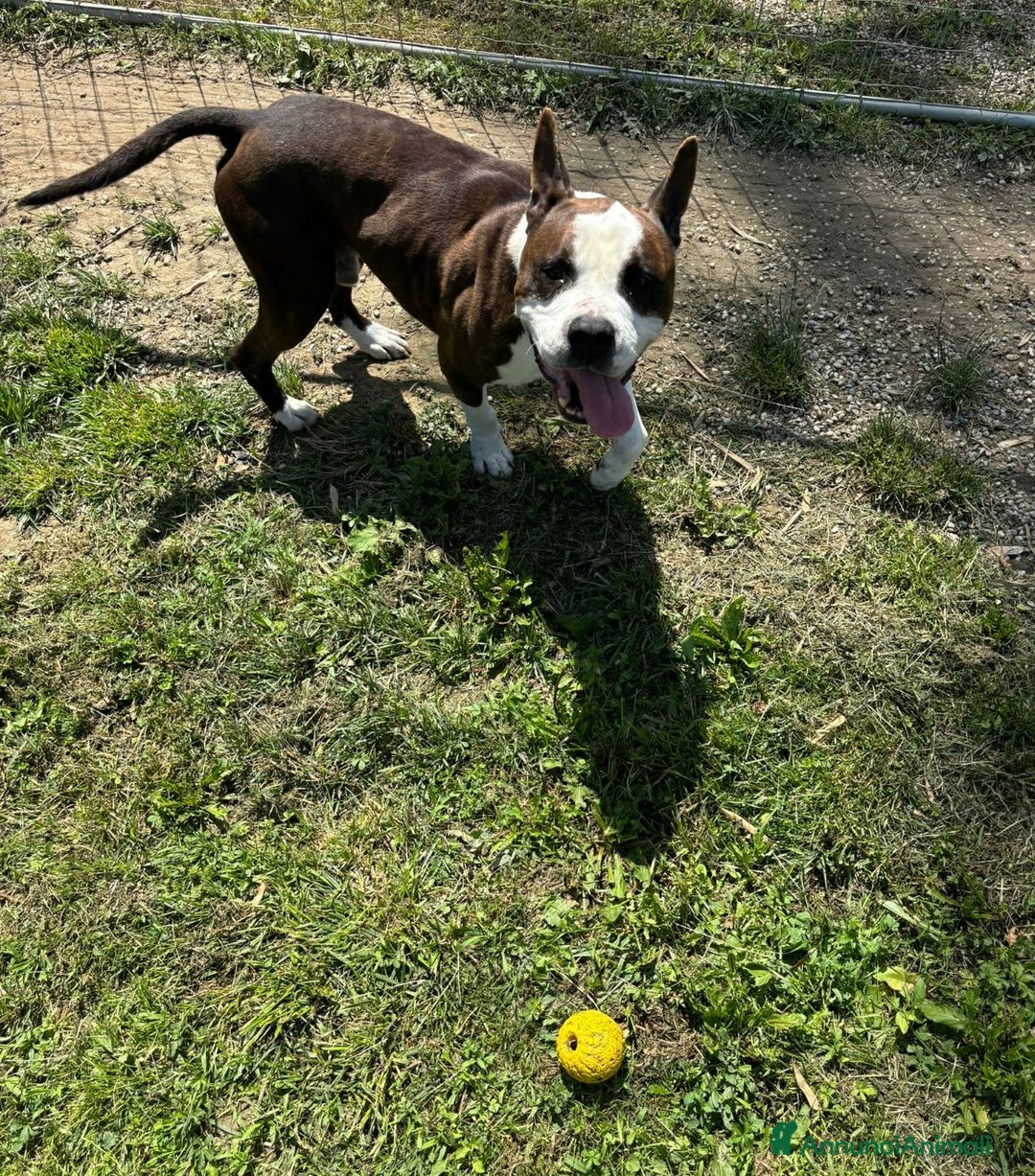 American Staffordshire cani in regalo: Adotta Odino - Annuncio 4