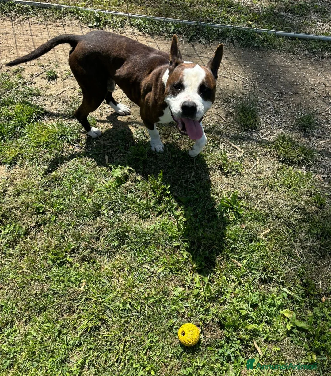 American Staffordshire cani in regalo: Adotta Odino - Annuncio 4
