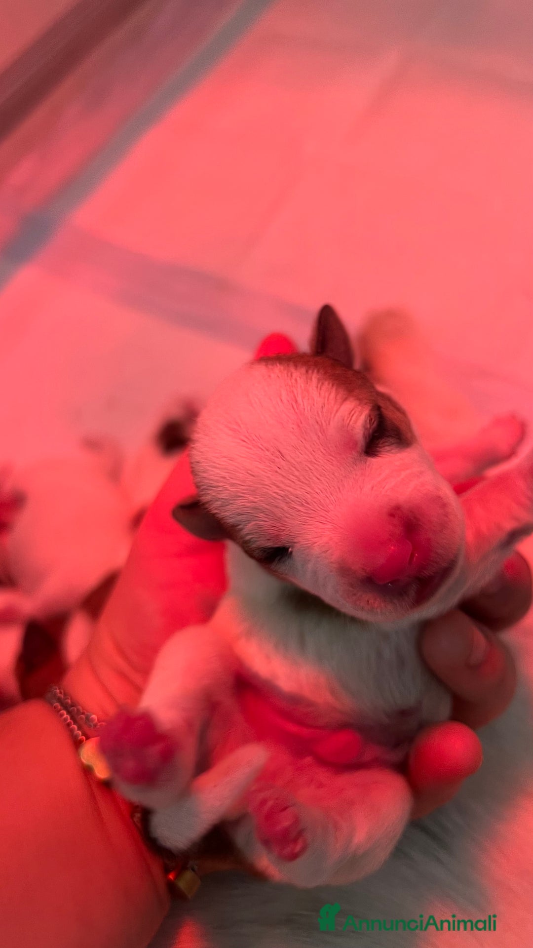 Jack Russell cani in vendita: Jack Russell - Annuncio 8