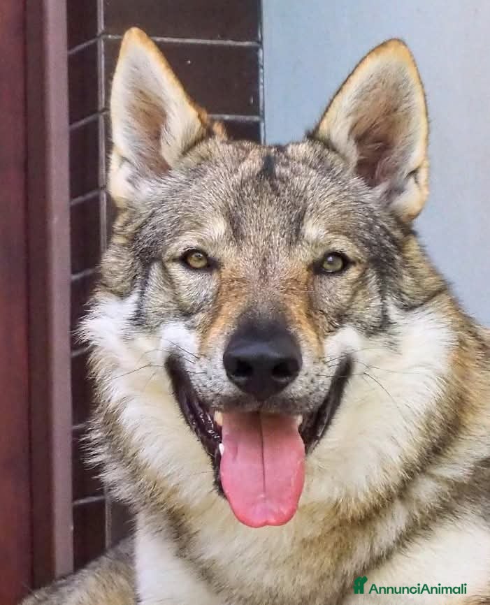 Lupo Cecoslovacco cani Cuccioli Cane Lupo Cecoslovacco  - Annuncio 2