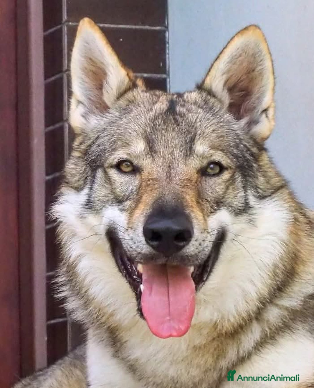 Lupo Cecoslovacco cani in vendita: Cuccioli Cane Lupo Cecoslovacco  - Annuncio 2