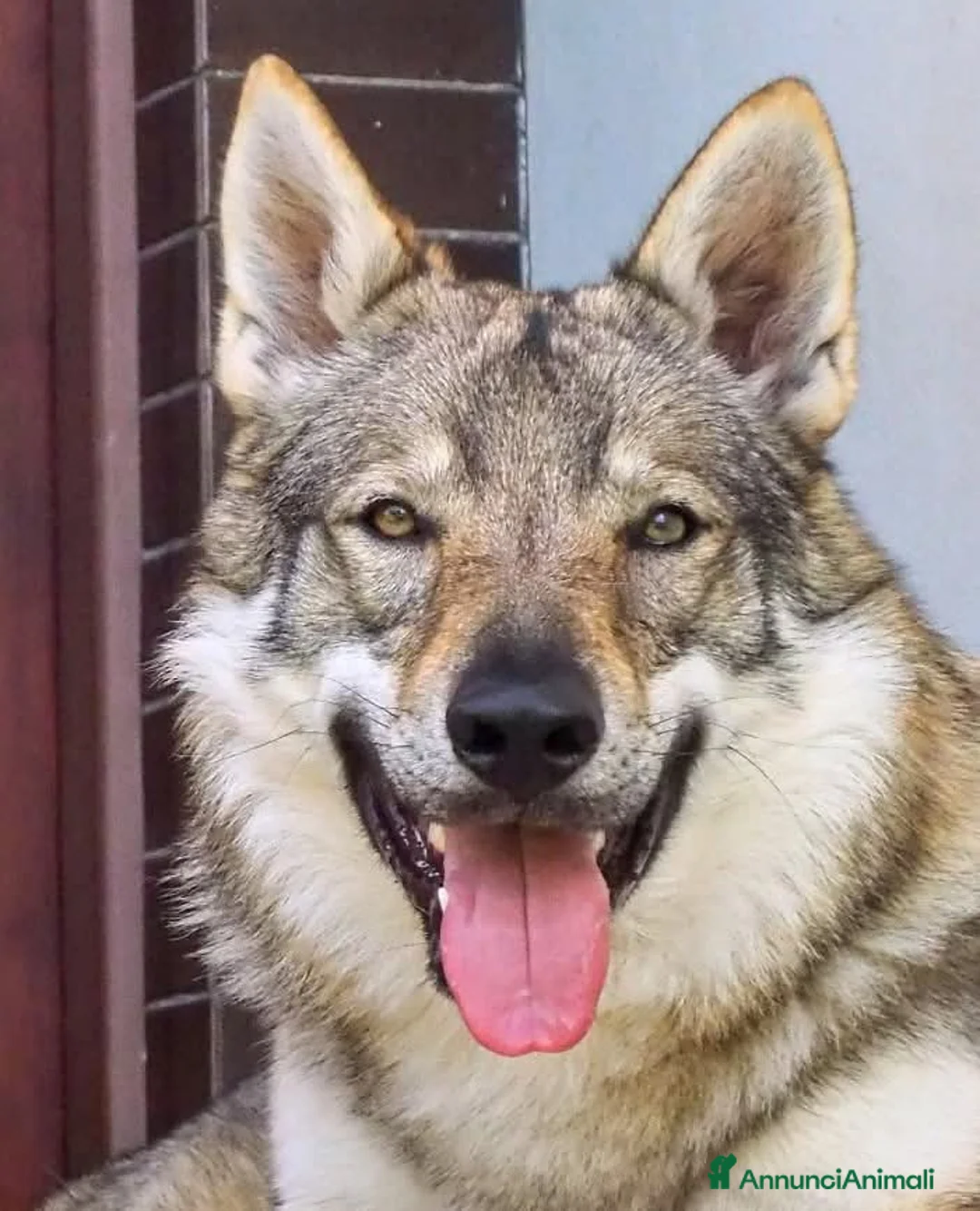 Lupo Cecoslovacco cani in vendita: Cuccioli Cane Lupo Cecoslovacco  - Annuncio 2