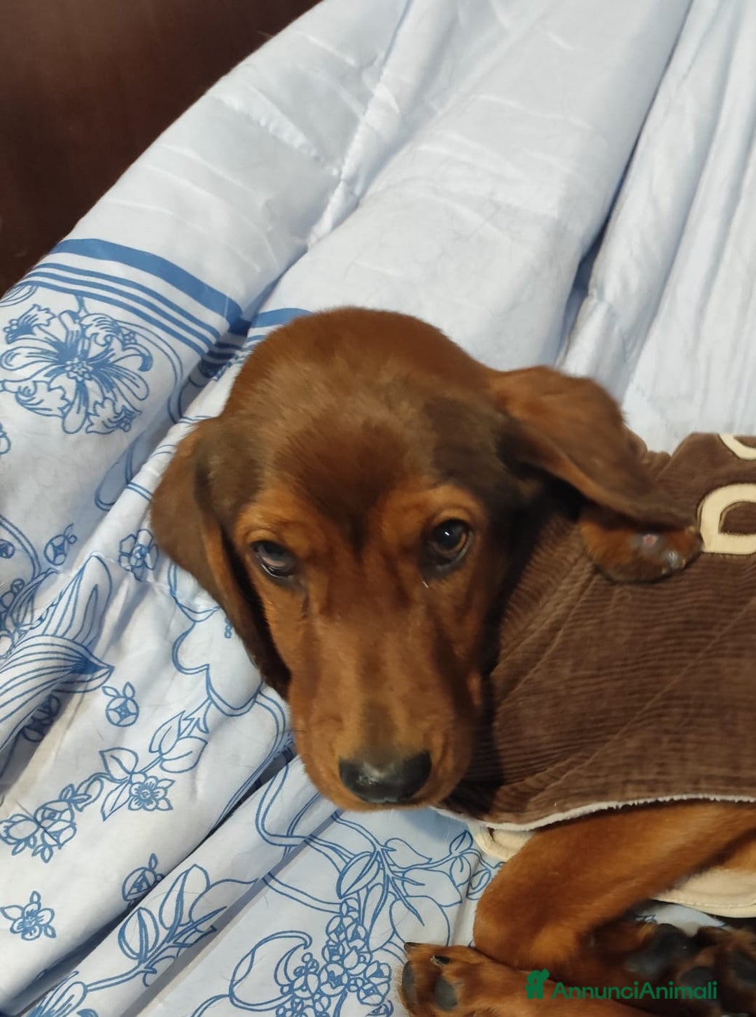 Meticcio cani in regalo: GIUGGIOLA 1 anno taglia piccola  - Annuncio 2