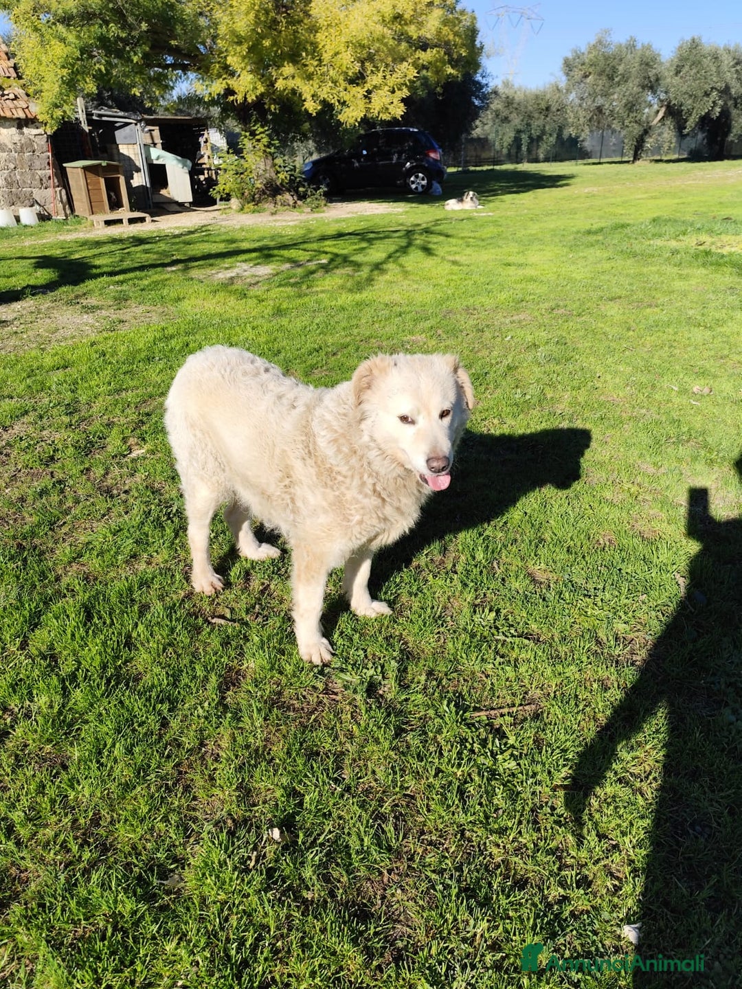 Pastore Maremmano cani in regalo: BLANCA pastore maremmano femmina⁹ - Annuncio 2