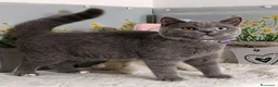 Scottish gatti in vendita: Scottish Straight occhi impari  - Annuncio 3