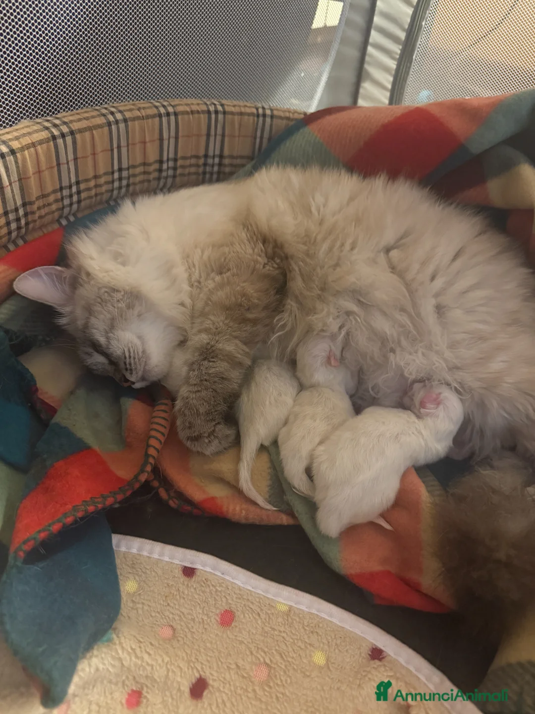 Siberiano gatti in vendita: Cuccioli Siberiani Neva disponibili a fine giugno - Annuncio 7