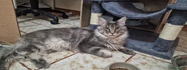 Simba