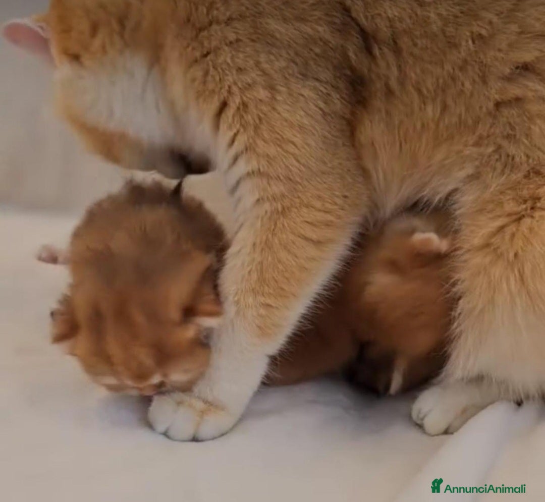 British gatti in vendita: Bellissimi cuccioli di british shorthair golden  - Annuncio 11