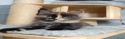 Maine Coon gatti in vendita: Femmine maine coon con pedigree Fife  - Annuncio 7