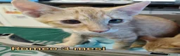 Europeo gatti in regalo: GATTINI ESCLUSI DA TUTTI  a Città Metropolitana di Genova - Annuncio 1
