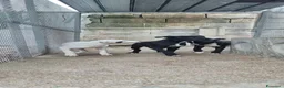 American Staffordshire cani in vendita: Cuccioli Amstaff 250 con pedigree  a Città Metropolitana di Bari - Annuncio 7