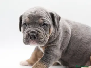 Pitbull cani Cuccioli di American Pitbull Terrier - Annuncio 2