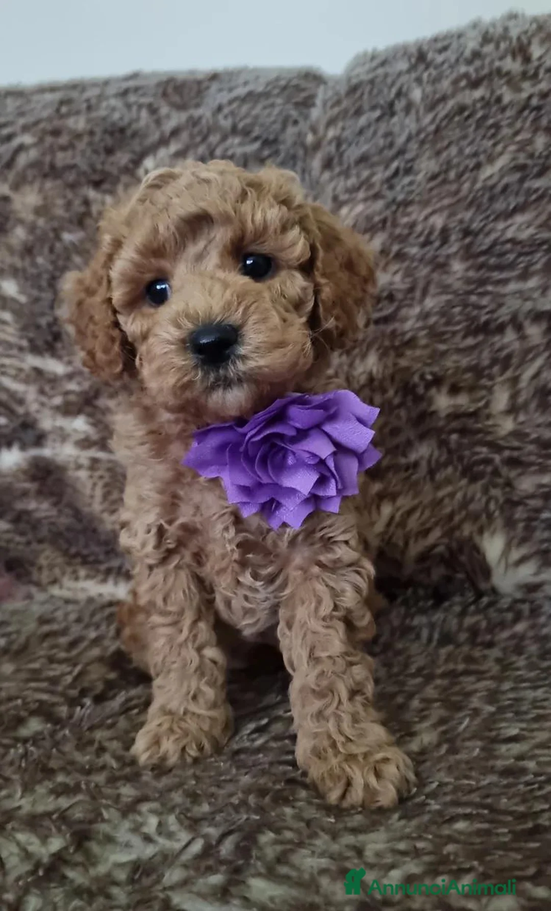 Maltipoo cani in vendita: Cuccioli di Maltipoo ipoallergenici - Annuncio 11