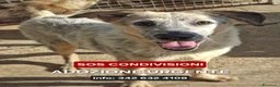 Meticcio cani in regalo: LIVIA 🩷 UN SORRISO CHE MERITA UNA CASA 😍 a Provincia di Forlì-Cesena - Annuncio 8