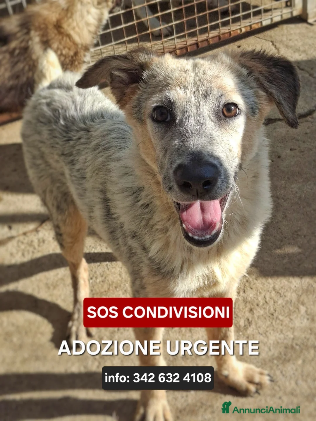 Meticcio cani in regalo: LIVIA 🩷 UN SORRISO CHE MERITA UNA CASA 😍 a Provincia di Forlì-Cesena - Annuncio 8