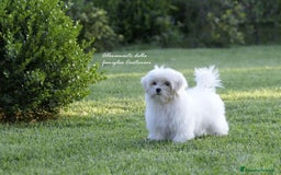 Maltese cani in vendita: Piccoli maltesi con pedigree ENCI a Città metropolitana di Roma Capitale - Immagine 4