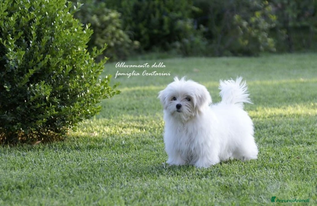Maltese cani in vendita: Piccoli maltesi con pedigree ENCI a Città metropolitana di Roma Capitale - Immagine 4