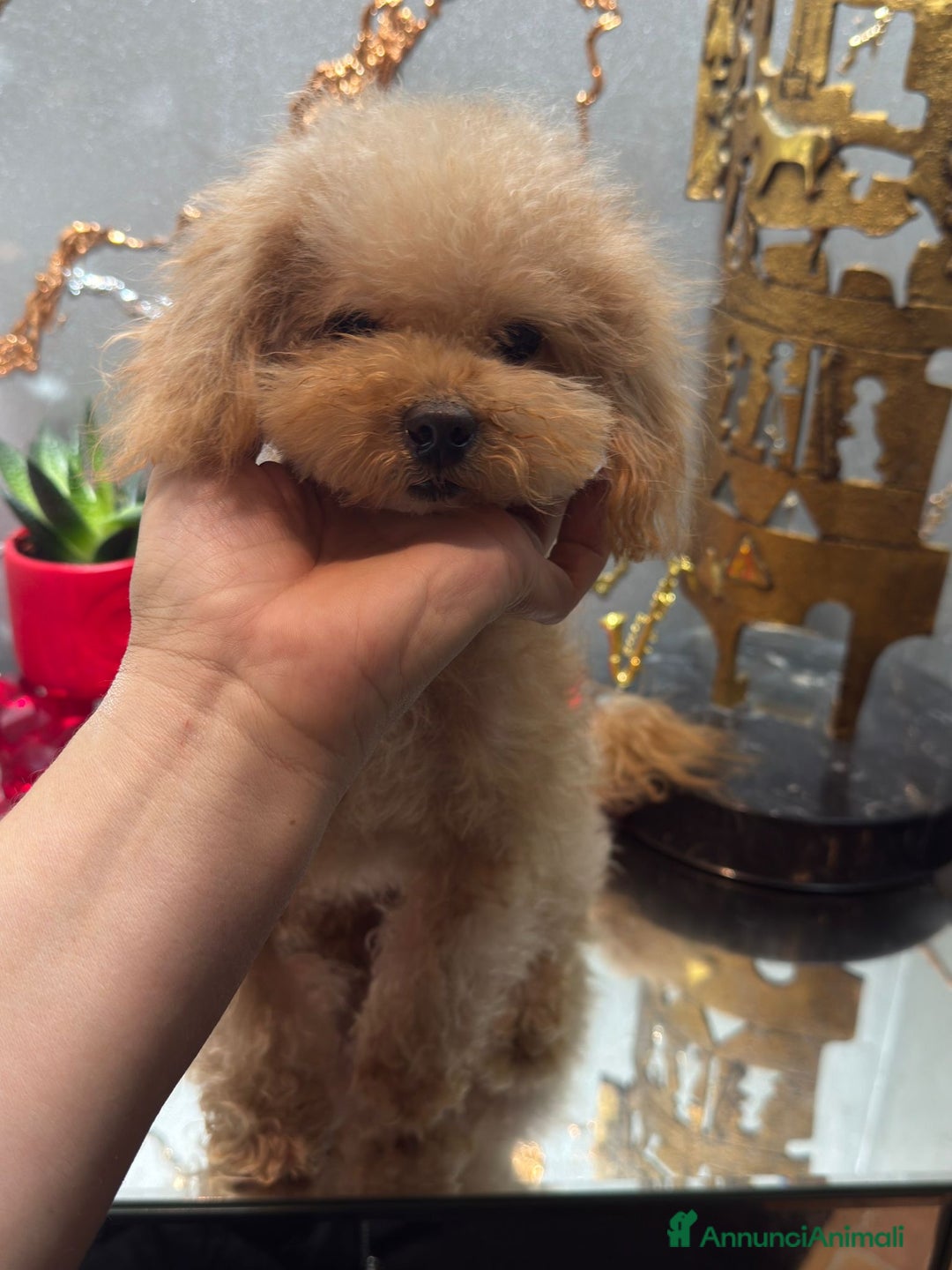 Barboncino cani in vendita: Barboncina color crema  - Annuncio 3