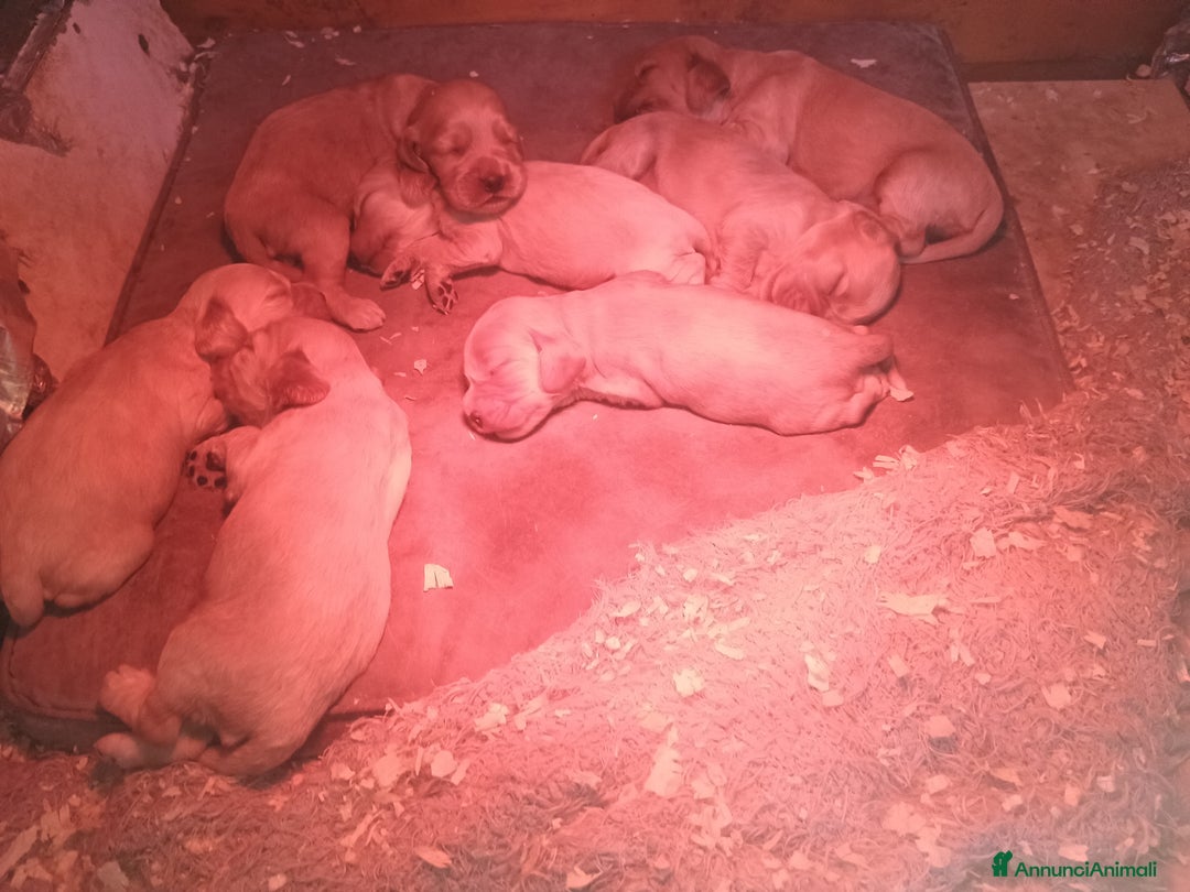 Cocker cani in vendita: Cocker spaniel - Annuncio 4