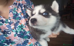 Husky cani in vendita: Siberian husky con pedigree  a Provincia autonoma di Trento - Immagine 4