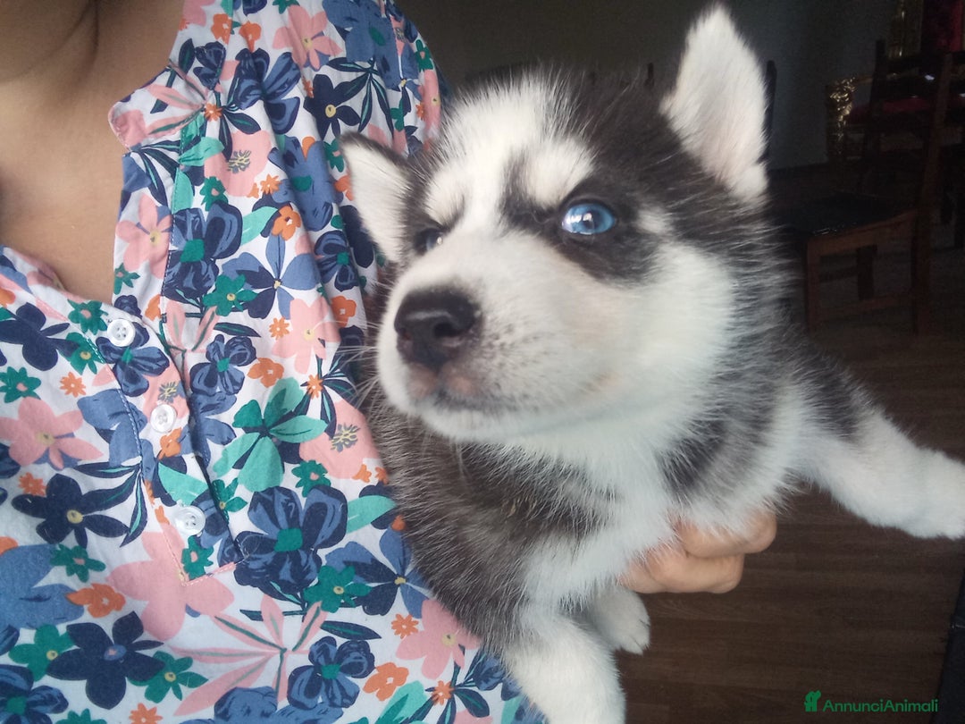 Husky cani in vendita: Siberian husky con pedigree  a Provincia autonoma di Trento - Immagine 4