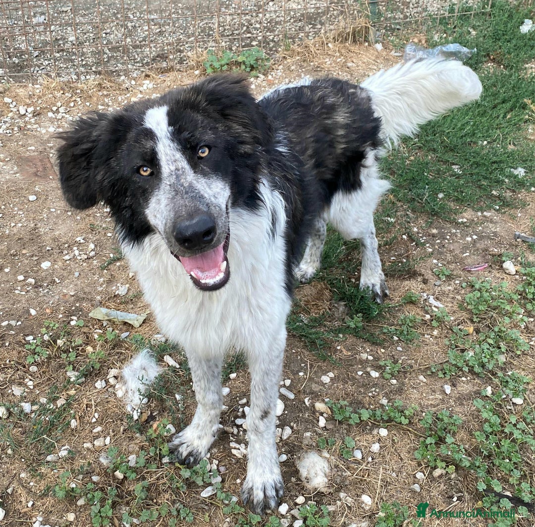 Meticcio cani in regalo: Gilberto 1 anno taglia grande a Provincia di Teramo - Immagine 1