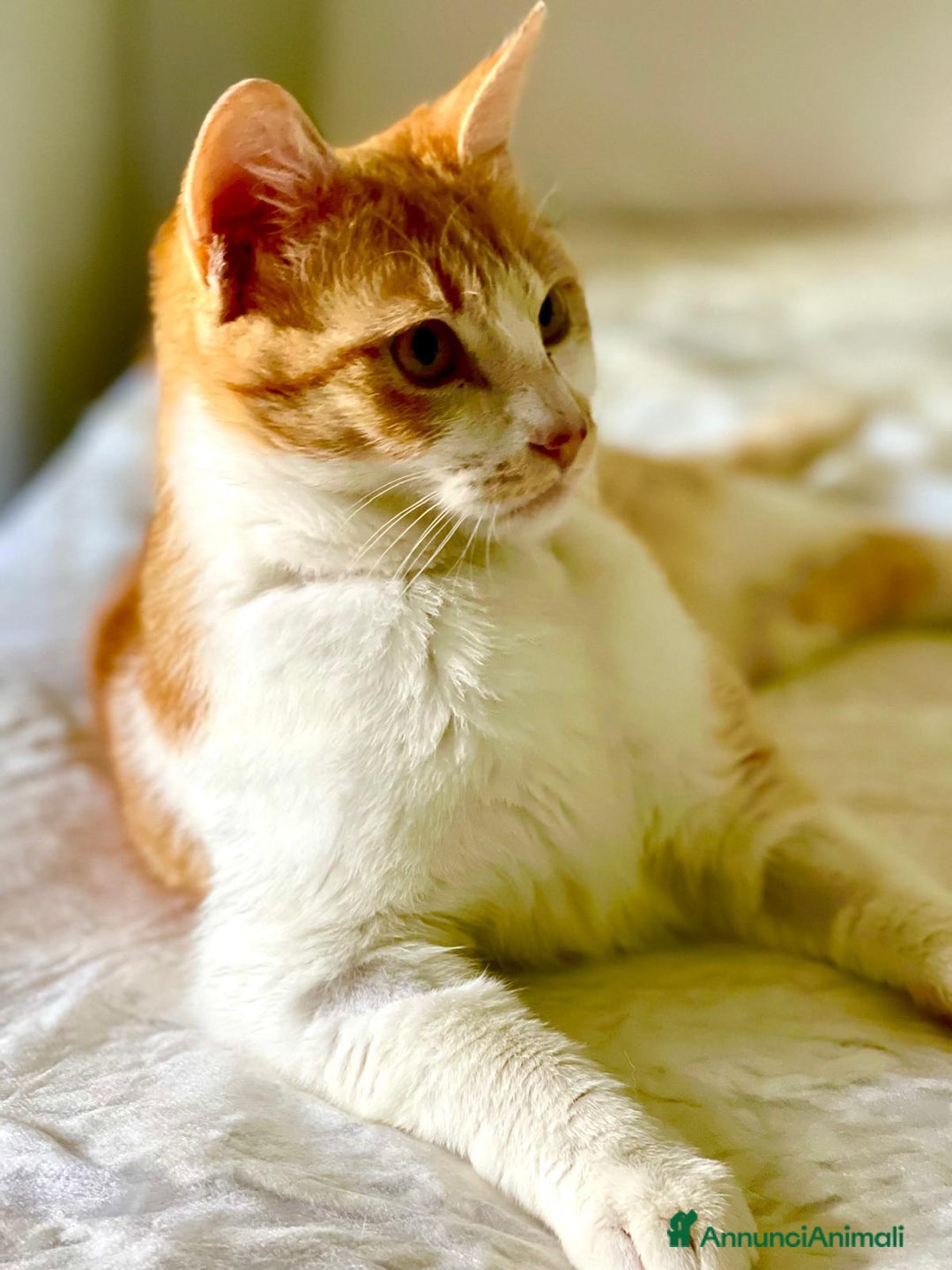 Europeo gatti in regalo: Simply Red a Città metropolitana di Milano - Annuncio 9