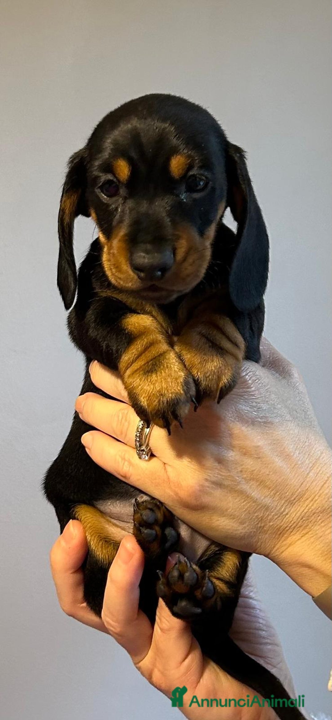 Bassotto cani in vendita: Bassotti Tedeschi Nani a Pelo Corto-Pedigree  - Annuncio 29