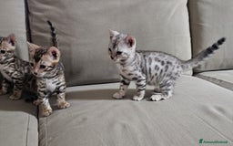 Bengala gatti in vendita: Gatto bengala  a Città metropolitana di Roma Capitale - Immagine 2