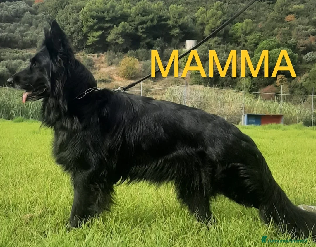 Pastore Tedesco cani in vendita: Pastore tedesco cuccioli  a Provincia di Savona - Annuncio 1