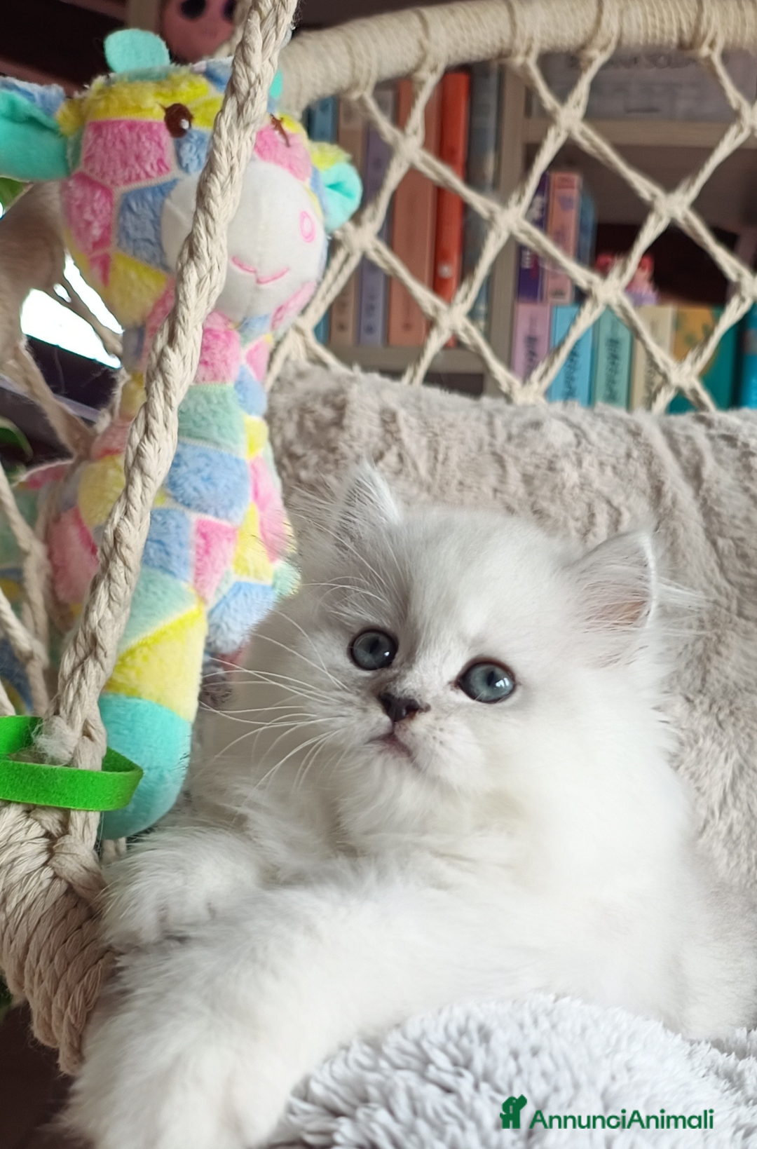 Persiano gatti in vendita: Persino Chinchillà  a Provincia di Padova - Annuncio 5