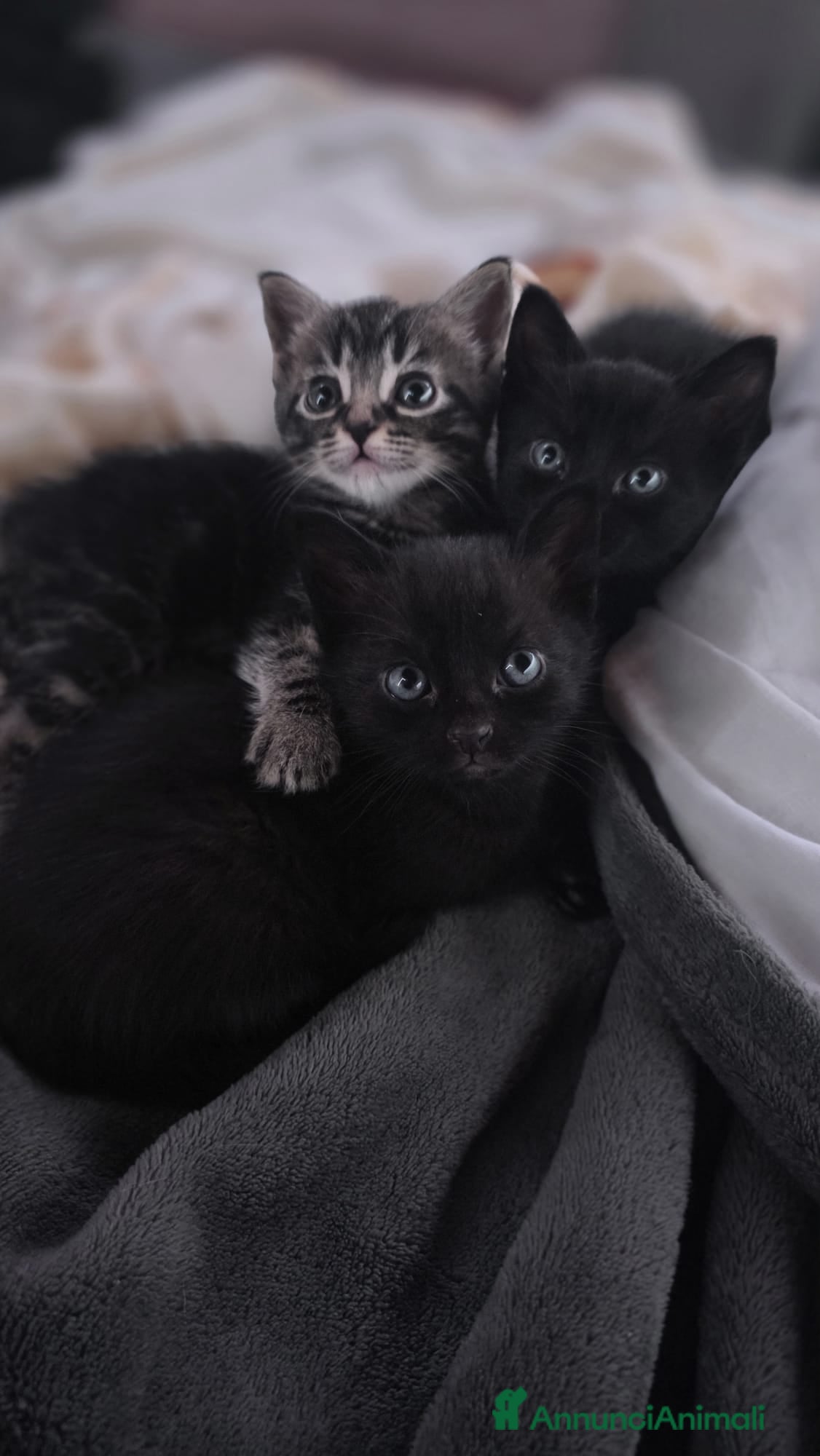 Europeo gatti in vendita: Vendita gattini  - Annuncio 7