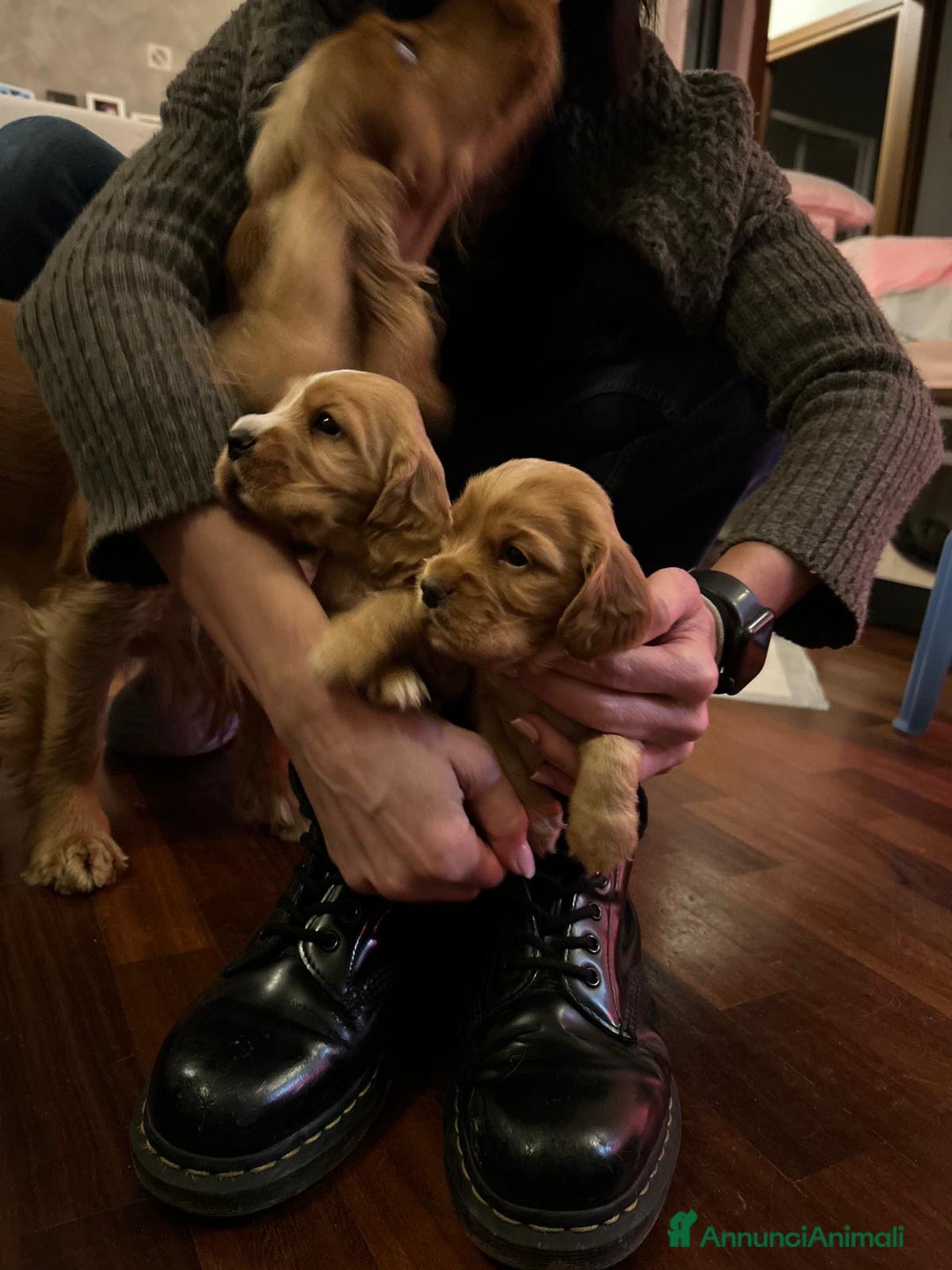 Cocker cani in vendita: Dolcissimi cuccioli di Cocker Spaniel Inglese - Annuncio 1