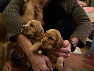Cocker cani Dolcissimi cuccioli di Cocker Spaniel Inglese - Annuncio 1