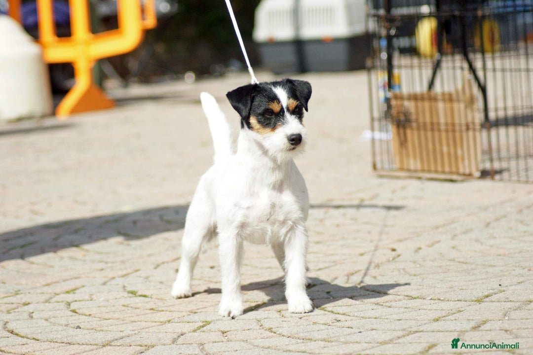 Immagine della galleria {{count}}