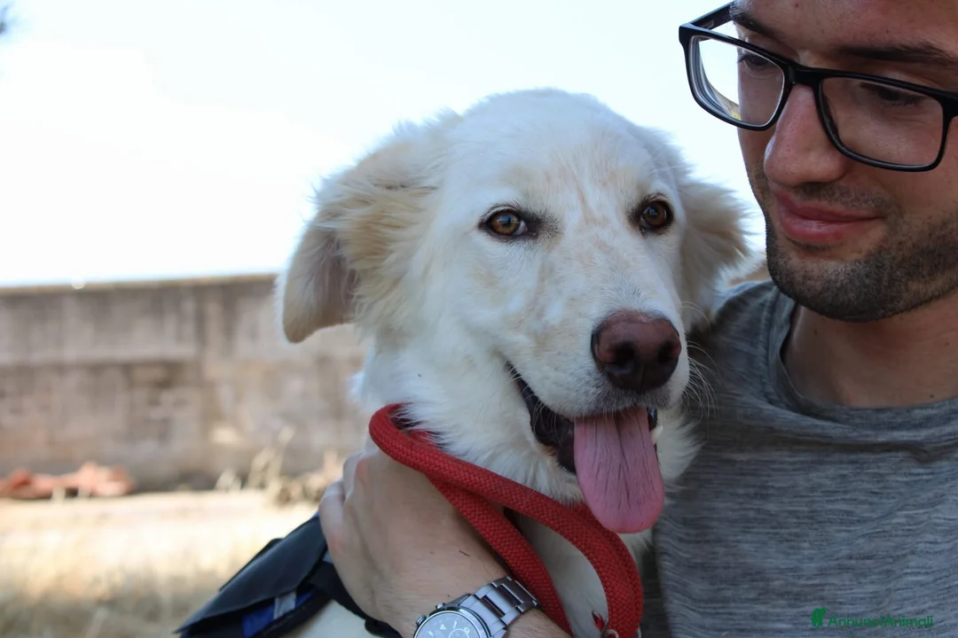Meticcio cani in regalo: EROS 💙 pronto a diventare il tuo migliore amico! a Provincia di Rimini - Annuncio 9