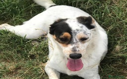 Meticcio cani in regalo: Bronto, un visetto dipinto a mano - in adozione a Provincia di Latina - Immagine 3