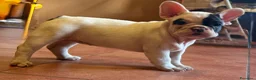 Bulldog Francese cani in vendita: Bulldog francese cuccioli  - Annuncio 2