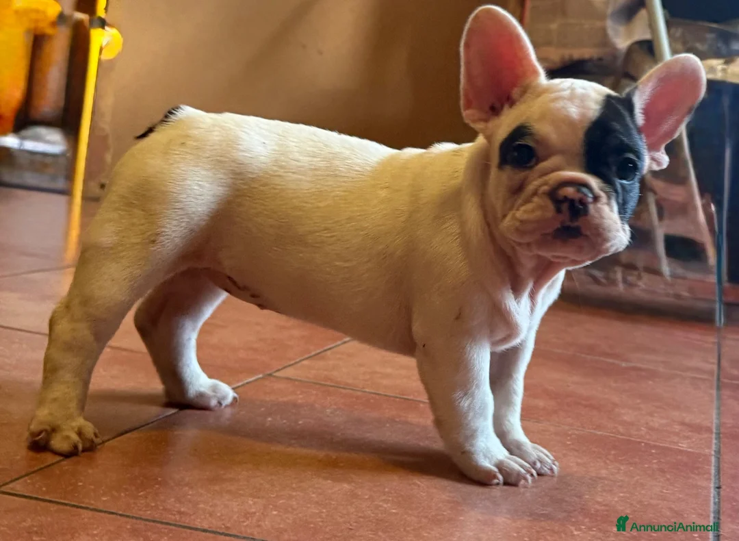 Bulldog Francese cani in vendita: Bulldog francese cuccioli  - Annuncio 2