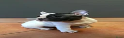 Bulldog Francese cani in vendita: Bulldog francese ULTIME  - Annuncio 2