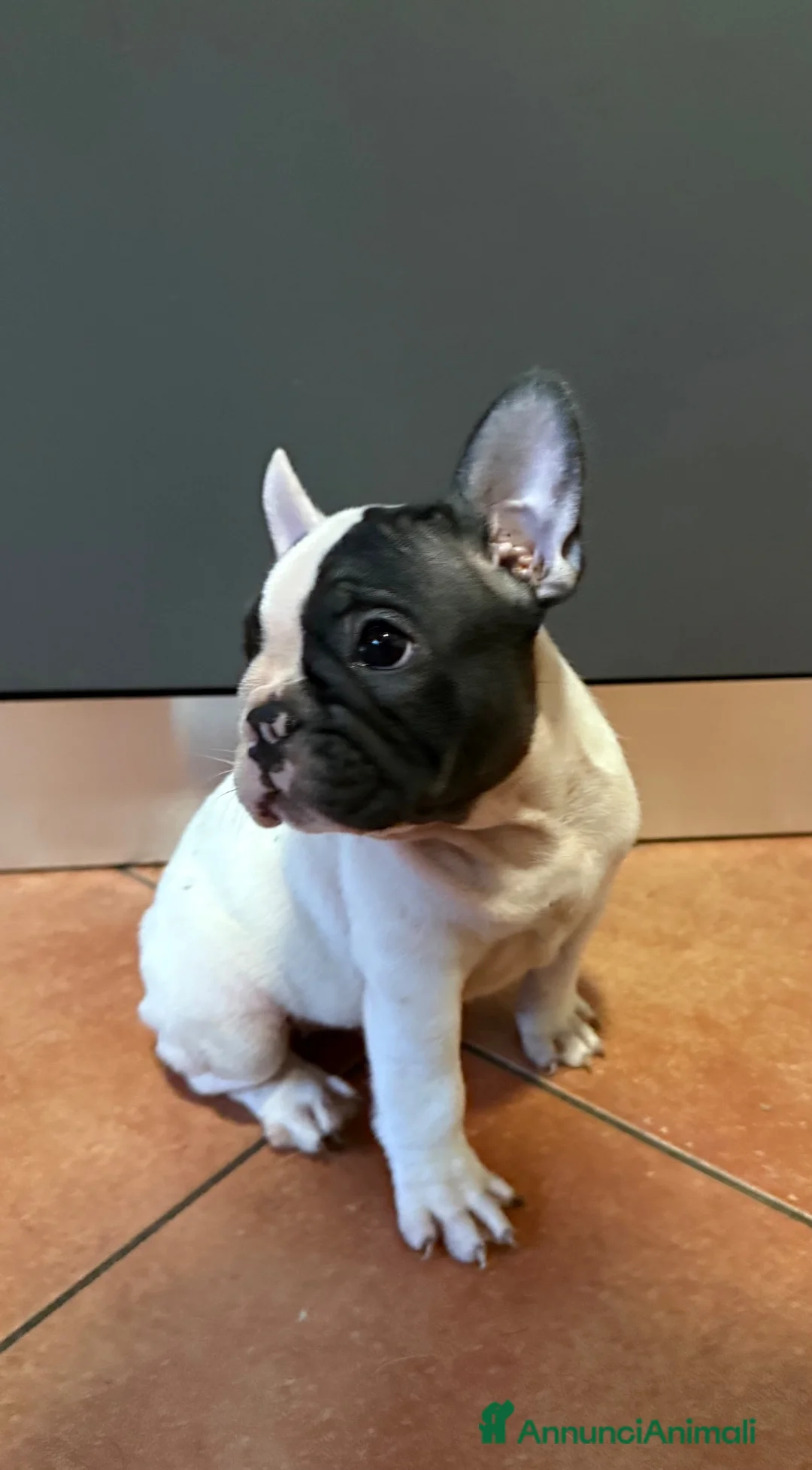 Bulldog Francese cani in vendita: Bulldog francese ULTIME  - Annuncio 2