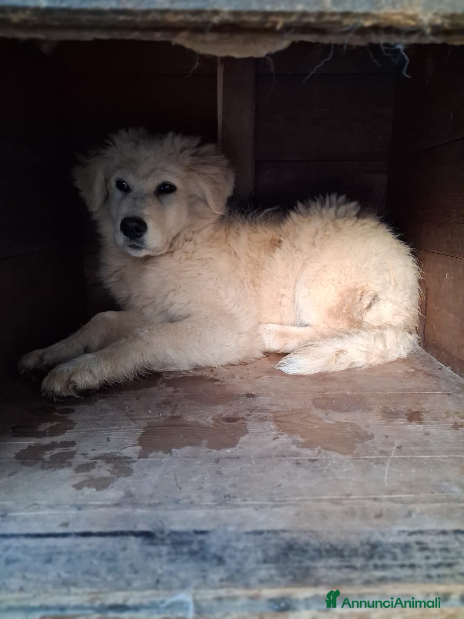 Pastore Maremmano cani Zara cerca famiglia - Annuncio 1