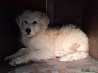 Pastore Maremmano cani Zara cerca famiglia - Annuncio 1