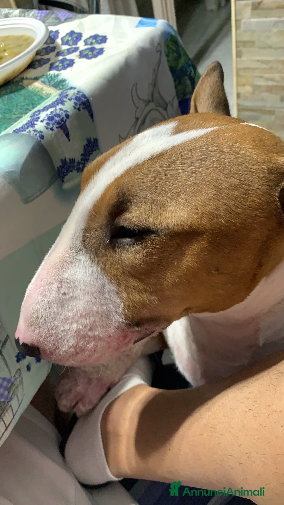 Bull Terrier Mini cani per accoppiamento: cerco bull terrier mini per accoppiamento  - Annuncio 3