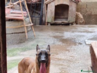 Pastore Belga cani Irina - Annuncio 3